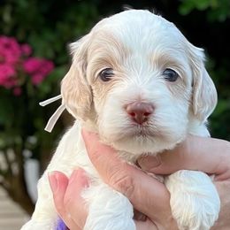 Ghost - Red roan male Cockapoo puppy in Mocksville, North Carolina from Little Bear Doodles