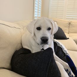 Labrador Retriever All Grown Up from Chateau St. John