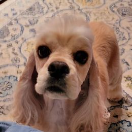 Mina - Cocker Spaniel