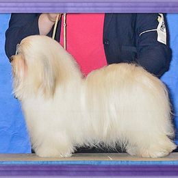 Vogue - Havanese