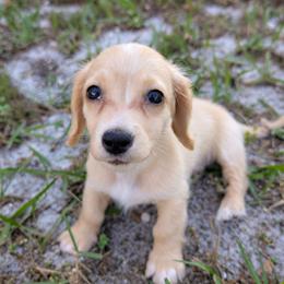 Apollo - Cream male Dachshund puppy in Winter Haven, Florida from Katrina's Punk Rock Dachshunds