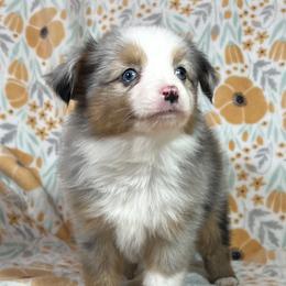Miniature Australian Shepherd and Toy Australian Shepherd Puppies from Pistol Paws Aussies