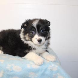 Washington - Black tri-color male Australian Shepherd puppy in Honey Brook, Pennsylvania from New Adventures Puppies