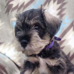 Boy 1 - Salt and pepper male Miniature Schnauzer puppy in Las Vegas, Nevada from Knock & Bark