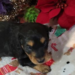 Dachshund Puppies from CLARK'S BREEDING PROGRAM