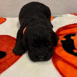 Gus - Black male Cockapoo puppy in Brookings, South Dakota from Hofer Pups