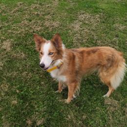 Orla - Border Collie