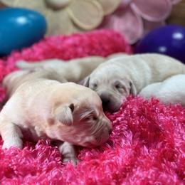 Labrador Retriever Puppies from Luvable AZ Labs