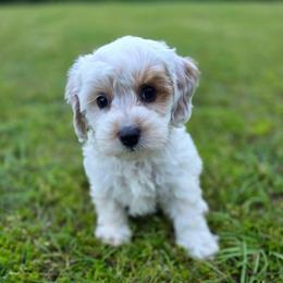 Bullseye - male Cavapoochon puppy in Bullard, Texas from Cavapoochon Central LLC