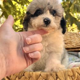 Pippin - Parti male Poodle puppy in Vacaville, California from Starlight Goldendoodles