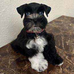Treasure - Black female Miniature Schnauzer puppy in San Antonio, Texas from Texas Blessed Schnauzers