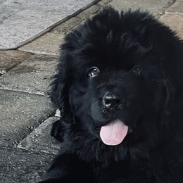 Purple Girl - Black female Newfoundland puppy in Richland, Washington from CBN