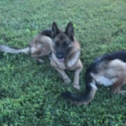 German Shepherds from Schulze German Shepherds