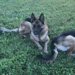 German Shepherds from Schulze German Shepherds