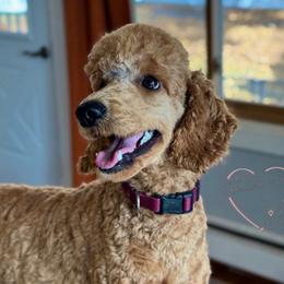 Poodle puppies from BrookeMarie’s Goldendoodle Love