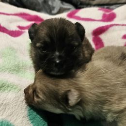 Winnie - Wolf sable female Pomeranian puppy in Monroe, Michigan from Katie's Puffy Wuffies