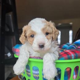 Lucky - Red male Cavapoo puppy in Blackfoot, Idaho from Draper Mountain Doodles