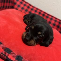 Yellow - Black and tan male Dachshund puppy in Odessa, Texas from K9 Royal Club