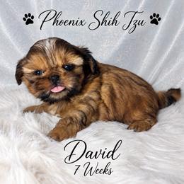 David - Gold male Shih Tzu puppy in Hayden, Idaho from Phoenix Shih Tzu