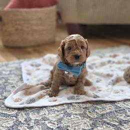 F1B Meet Pierre' - Red male Cavapoo puppy in Centerville, Iowa from Barnyard Dachshunds, Dals & Doodles