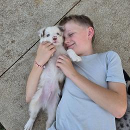 Koda - Red merle male Border Collie puppy in Ripley, Oklahoma from Adventure5 Border Collies