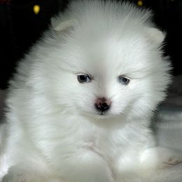 Alyssa - White female Pomeranian puppy in Pavilion, New York from Calverton Pomeranians