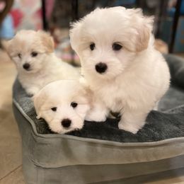 Coton de Tulear Puppies from Cotoncutie