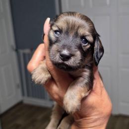 Gwen - Cream female Dachshund puppy in Tucson, Arizona from Crowned Doxies