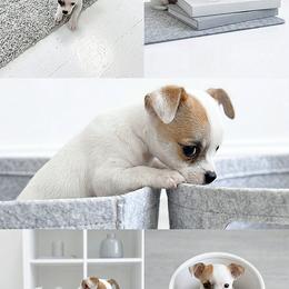 Chihuahua Puppies from Petite Pups LLC