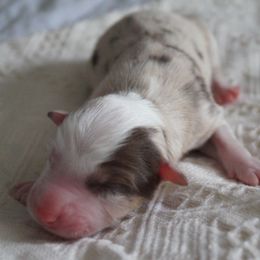 Miso - Red merle male Australian Shepherd puppy in Coatesville, Pennsylvania from Little Acre Aussies