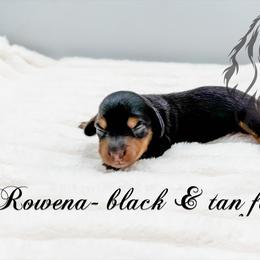 Rowena - Black and tan female Dachshund puppy in Prairieville, Louisiana from Southern Barron Danes & Dachshunds