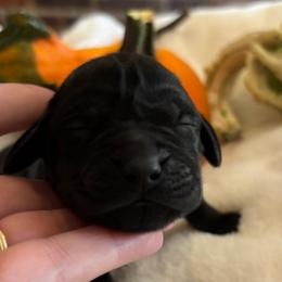 Banana Puddin' - Black female Labrador Retriever puppy in Taylors, South Carolina from Spring Water Labs of the Carolinas