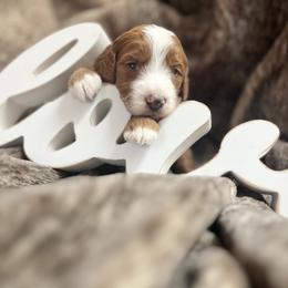 Claire - Red  female Goldendoodle puppy in Placerville, California from New Dawn Poodles and Doodles