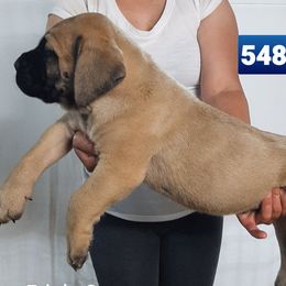 AKC PUP 548 - Fawn male Mastiff puppy in Ava, Missouri from Ozark Mountain Mastiffs