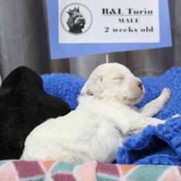Lagotto Romagnolo Puppies from Royal and Loyal Lagotto Romagnolo