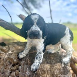Melon - White and black female English Springer Spaniel puppy in Swainsboro, Georgia from Sweet Georgia Springers