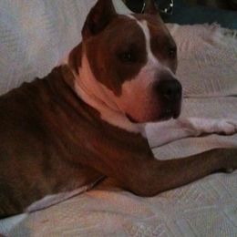 American Staffordshire Terriers and Golden Retrievers from Riverbend Goldens