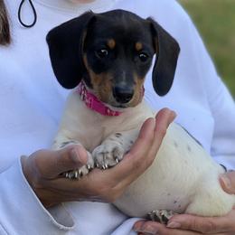 Danke - Dachshund