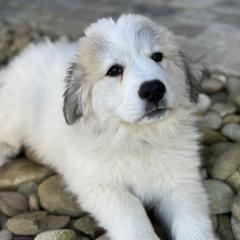 Louie (Mr Green) - White and badger male Great Pyrenees puppy in Sapphire, North Carolina from Sapphire Valley Great Pyrenees