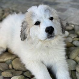 Louie (Mr Green) - White and badger male Great Pyrenees puppy in Sapphire, North Carolina from Sapphire Valley Great Pyrenees
