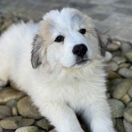 Louie (Mr Green) - White and badger male Great Pyrenees puppy in Sapphire, North Carolina from Sapphire Valley Great Pyrenees