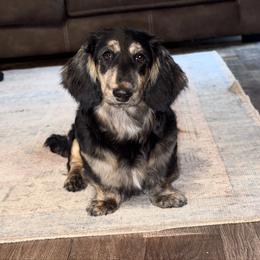 Goose - Dachshund