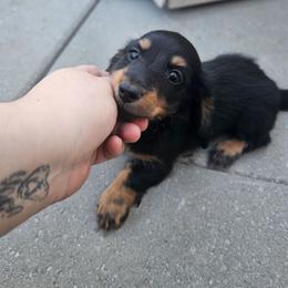 Edward - Black and tan male Dachshund puppy in Pasco, Washington from G & G Kennel