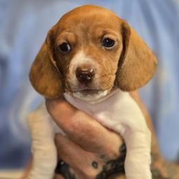 Pebbles - Piebald female Dachshund puppy in New Caney, Texas from BouncinMiniWeenies