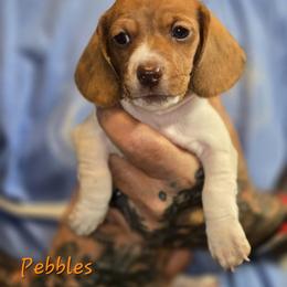 Pebbles - Piebald female Dachshund puppy in New Caney, Texas from BouncinMiniWeenies