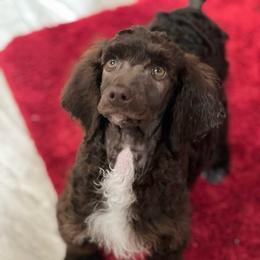 Charlie - Brown male Poodle puppy in Wolf Creek, Oregon from Dejah Bleu Kennels