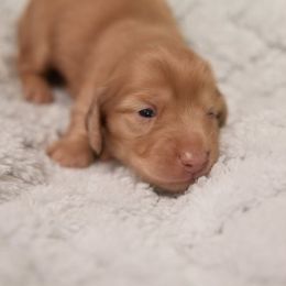 Dachshund Puppies from Hetu's Dachshunds
