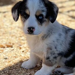 American Corgis and Pembroke Welsh Corgis from C spear Corgis