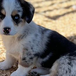 American Corgis and Pembroke Welsh Corgis from C spear Corgis