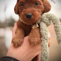 Bernedoodle, Goldendoodle, Golden Retriever, and Poodle Puppies from Red String Farmstead